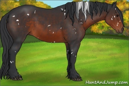 Horse Color:White Spotted Brown