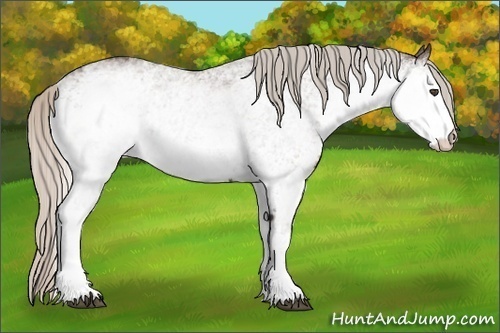 Horse Color:White Spotted Silver Black 