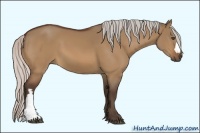Horse Color:Silver Bay Dun