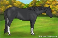 Horse Color:Black Tobiano Rabicano 