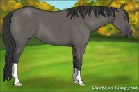 Horse Color:Grullo