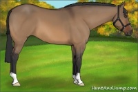 Horse Color:Bay Dun