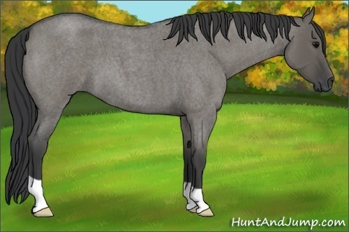 Horse Color:Grullo Roan 