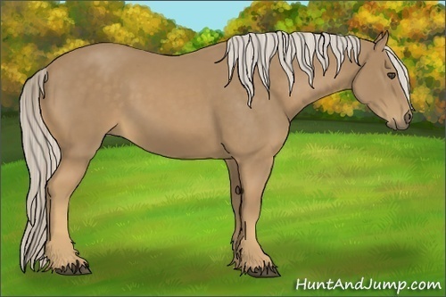 Horse Color:Palomino 