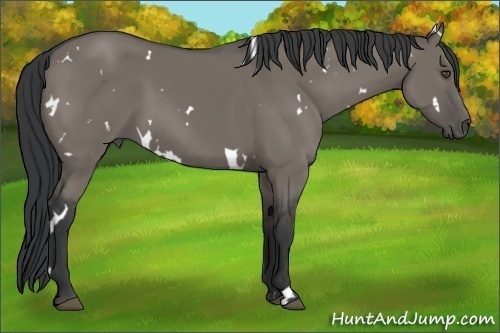Horse Color:White Spotted Grullo