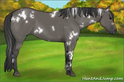 Horse Color:White Spotted Grullo 