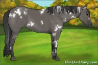 Horse Color:White Spotted Grullo 