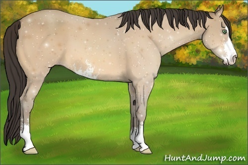 Horse Color:Amber Cream Champagne Sabino