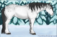 Horse Color:White Spotted Blue Roan Rabicano  and White Spotted Blue Roan Rabicano 