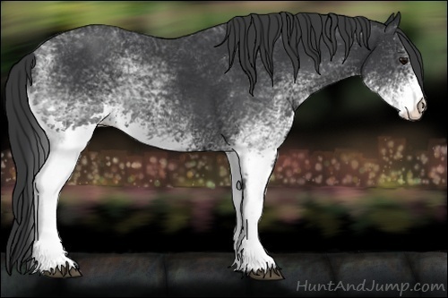 Horse Color:White Spotted Black Rabicano
