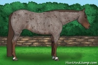 Horse Color:Liver Red Roan 