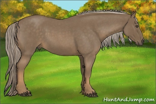 Horse Color:Chocolate Palomino Roan 