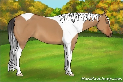 Horse Color:Bay Dun Tobiano