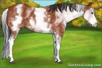 Horse Color:White Spotted Bay Splash 