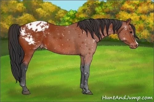 Horse Color:Bay Appaloosa 