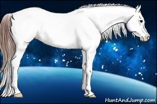 Horse Color:Black Near Leopard