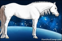 Horse Color:Black Near Leopard 