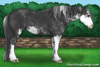 Horse Color:Black Sabino 