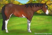 Horse Color:Bay Sabino 