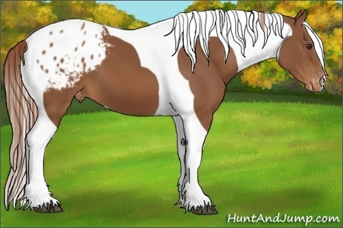 Horse Color:Chestnut Tobiano Appaloosa