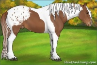 Horse Color:Chestnut Tobiano Appaloosa 