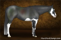 Horse Color:Black Splash Frame