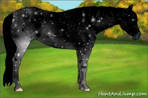 Horse Color:ERROR: UNKNOWN ANOMALY