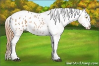 Horse Color:Bay Pearl Tobiano Appaloosa