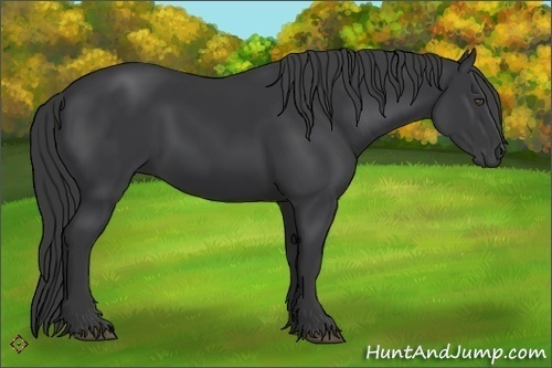 Horse Color:Black Rabicano 