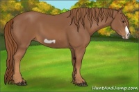 Horse Color:Chestnut Frame