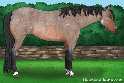 Horse Color:Bay Roan Rabicano 