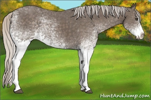 Horse Color:White Spotted Silver Black Splash 