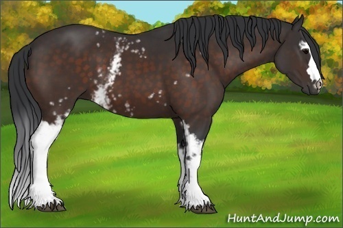 Horse Color:White Spotted Bay 