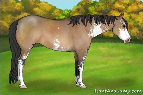 Horse Color:Bay Dun Sabino