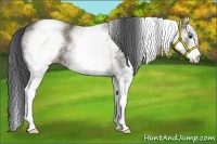 Horse Color:White Spotted Grullo Sabino