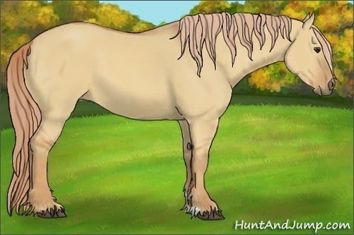 Horse Color:Red Dun 
