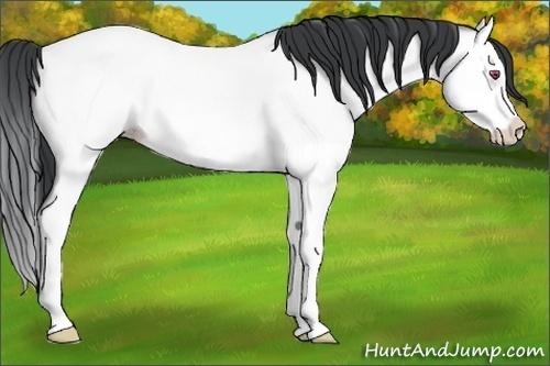 Horse Color:Amber Champagne Chinchilla Splash