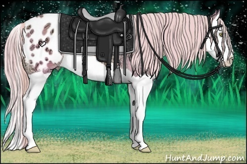 Horse Color:Watercolor Gold Champagne Ice Splash Appaloosa 