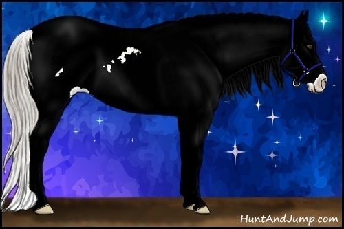 Horse Color:Chocolate Palomino Dun Sabino Splash Blanket Rabicano 