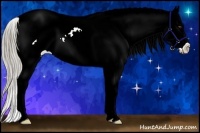 Horse Color:Chocolate Palomino Dun Sabino Splash Appaloosa Rabicano