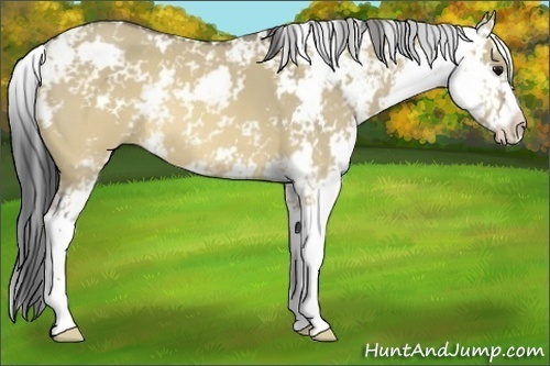 Horse Color:Buckskin Dun Sabino