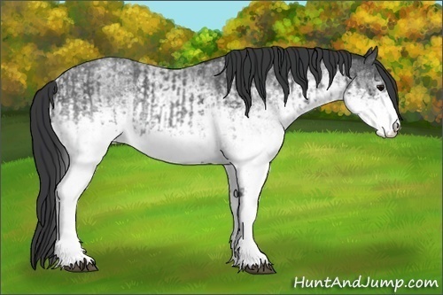 Horse Color:White Spotted Blue Roan Rabicano  and White Spotted Blue Roan Rabicano 