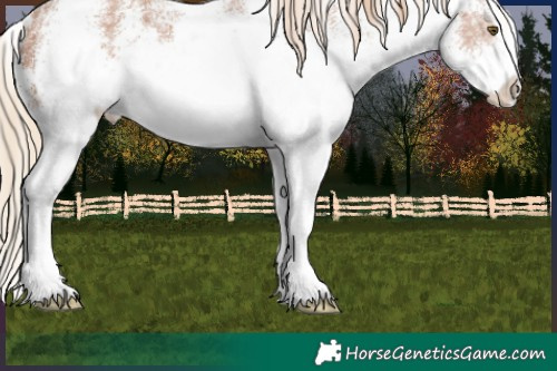 Horse Color:White Spotted Chestnut Ice Rabicano