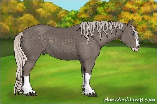 Horse Color:Silver Black Splash