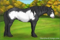 Horse Color:Black Frame Appaloosa Rabicano