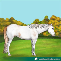 Horse Color:White Spotted Chestnut Splash