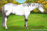 Horse Color:White Spotted Liver Chestnut Frame