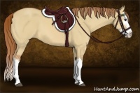 Horse Color:Red Dun Splash 