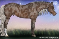 Horse Color:Silver Bay Appaloosa 