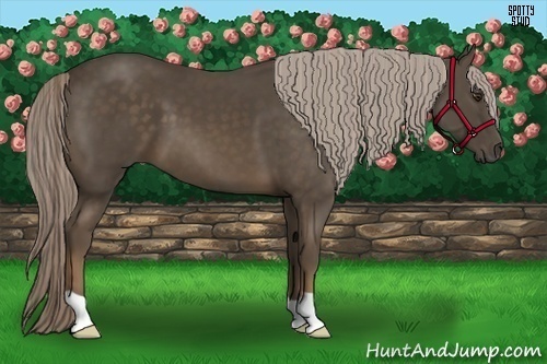 Horse Color:Chocolate Palomino 